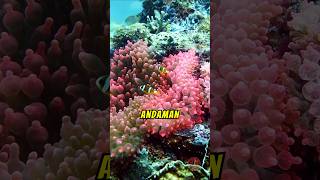 Facts about Andaman Islands 🏝️💦❤️🤯 andaman island andamanandnicobarisland andamanislands short [upl. by Gilpin]