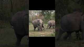 Elephants Herd with Rhino at Buraburi Watch Tower inside Manas National Park [upl. by Thagard330]