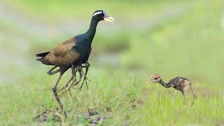 Bronze winged Jacana chicks  Bronze winged Jacana  Jacana  Jacana chicks hide under males wings [upl. by Felton]