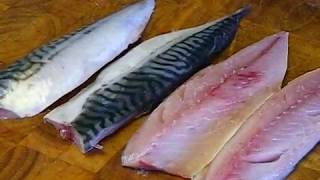 How To Fillet And Cook Mackerel SRP [upl. by Hudnut]