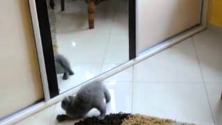 Hilarious Cat Frightened By Itself In The Mirror FAIL [upl. by Ateuqal]