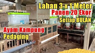 CARA MEMBUAT KANDANG AYAM KAMPUNG DI LAHAN SEMPIT [upl. by Yenruogis]