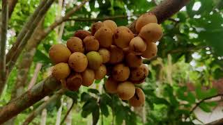 7 മുതൽ 12 വർഷം വേണം ഈ മാധുര്യം നുണയാൻ Langsat Plant education exoticfruitplants [upl. by Calie]