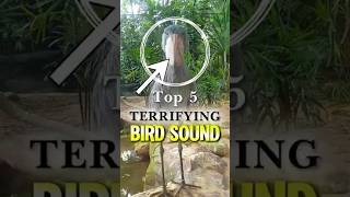 Top 5 Terrifying Bird Sound😳 shorts viral [upl. by Miun]