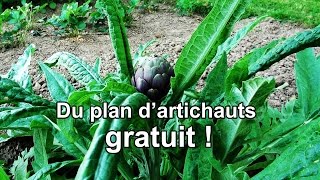 Des plants dartichauts gratuits [upl. by Jarv]