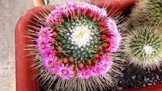 Mammillaria spinosissima Un Pico 2 [upl. by Nohsid]