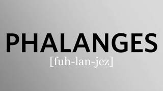 How to pronounce phalanges [upl. by Enellij323]