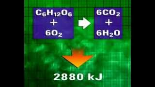 GCSE Science Revision  Aerobic Respiration [upl. by Belloir919]