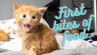 Foster Kittens Trying Wet Food for the First Time so cute [upl. by Peih851]