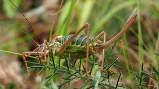 Éphippigère un insecte atypique [upl. by Laeira]