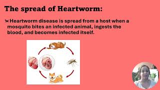 Heartworm Disease in Dogs [upl. by Cypro]