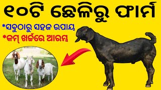 ୧୦ଟି ଛେଳିରୁ ଫାର୍ମHow To Start Goat FarmOdisha Farmer [upl. by Wiley]