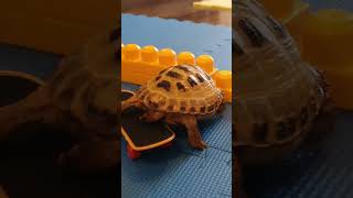 Trunky the Horsefield Tortoise on scate shorts short sports pets cute [upl. by Bowerman376]