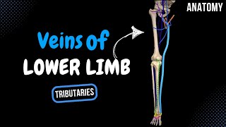 Veins of the Lower Limb Division Tributaries  Anatomy [upl. by Mahmud526]