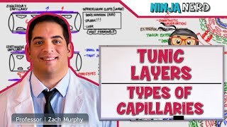 Cardiovascular  Tunic Layers amp Types of Capillaries [upl. by Llien]