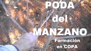 Poda del manzano en el Huerto Poda de formación [upl. by Ahtabbat]