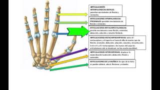 MIEMBRO SUPERIOR ARTICULACIÓN DE LA MANO [upl. by Gillette]