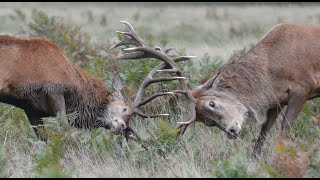 Clash of the Antlers  Rival red stag fight during annual rutting season [upl. by Notffilc869]