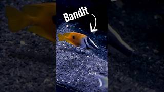 Meet Bandit Our One Spot Foxface Rabbitfish Part 1 [upl. by Benzel]