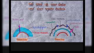 Difference between Gram positive and gram negative Bacteriacell wall of gram positive amp negative [upl. by Gudren61]