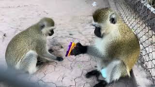 Vervet Monkey enjoying the snacks [upl. by Euphemiah736]