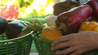 Terroir  authentique et gourmand le marché paysan de Marseille [upl. by Nomad240]