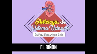 Histología de riñón 1  Estructura general [upl. by Nnairam723]