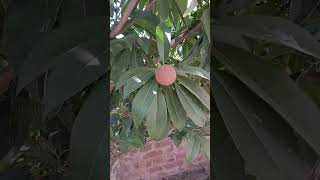 agriculture Sapodilla tree [upl. by Aivila]