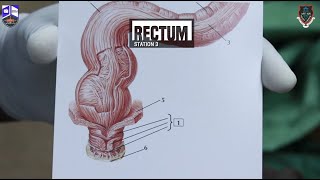 Pelvis amp Perineum  Practical 2  Station 3  Rectum [upl. by Colby629]