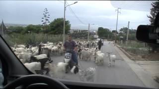 Goat Herding in Sicily [upl. by Ailegra]