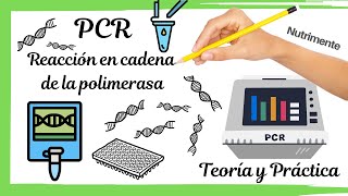 PCR Reacción en cadena de la polimerasa TEÓRICO Y PRÁCTICO [upl. by Madelin]