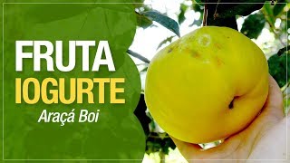 A verdadeira Fruta Iogurte Natural ou Araçá Boi [upl. by Akkimat]