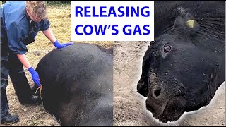 Vet releases gas from cow 🐄💨 [upl. by Robenia568]