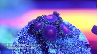 Snow White Zoanthids [upl. by Tidwell]