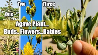 Agave flowering stalk  Agave plant life cycle buds flowers babies after Died complete information [upl. by Scibert]