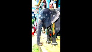 Pondicherry Sri Manakula vinayagar Kovil temple Lakshmi Elephant Death rip manakulavinayagar [upl. by Aehc122]