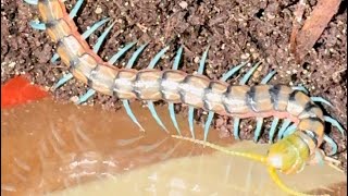 Scolopendra Subspinipes “MINT LEGS” [upl. by Llennoj]