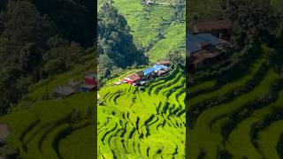 Dashain aayo theamazingtravellers shorts village dashainspecial [upl. by Jared]