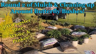 More Mulching amp Cleaning Up Proven Winners Pugster Butterfly Bushes [upl. by Winnie364]