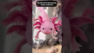 The Fascinating Regeneration Power of Axolotls AxolotlRegeneration NatureScience [upl. by Uyekawa583]