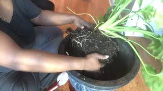 Repotting my Large SplitLeaf Philodendron [upl. by Fisher]