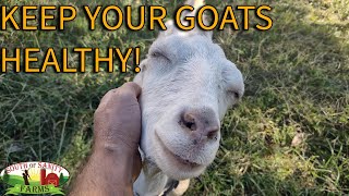 My Best Pointers on Keeping Your Goats Healthy [upl. by Jess]