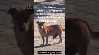 köpek hukuk adalet hak köpek hukuk adalet hak [upl. by Lamrert]