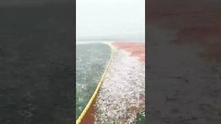 tarli netfishing in KOKAN SINDHUDURGnetfishing kokanfishing fishinglife kokan [upl. by Ysied]