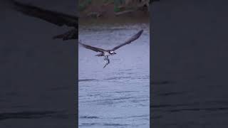 osprey is flying with two fish in its catches shorts [upl. by Hentrich]