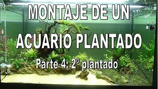 Evolucion de un acuario plantado parte 4 2º Plantado [upl. by Asinet]