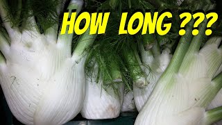 How Long Does It Take To Grow Fennel Bulb From Fennel Seeds [upl. by Scurlock]