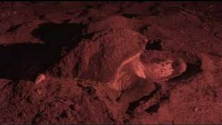 Loggerhead Sea Turtle Nesting  Botany Bay Plantation WMA [upl. by Fachini198]