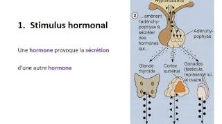 ENDOCRINOLOGIE Contrôle du système endocrinien [upl. by Jessee825]