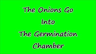 The Onions Go Into The Germination Chamber [upl. by Aicilegna]